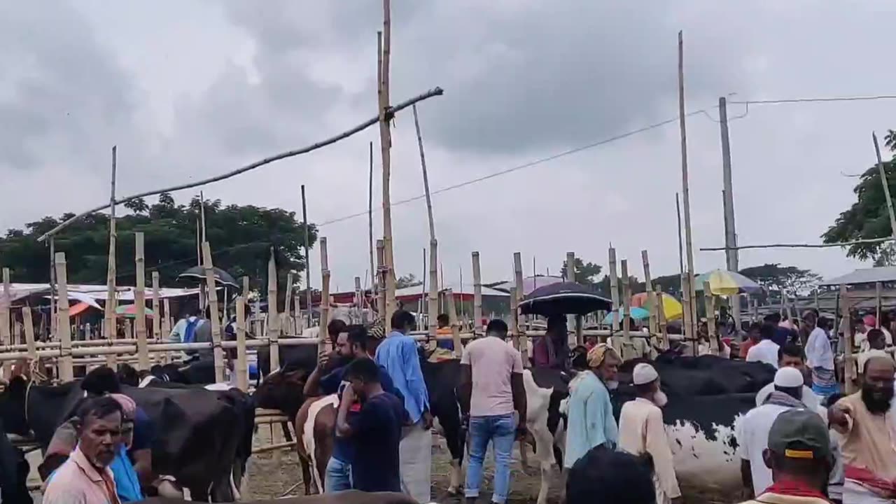 Cow market of village