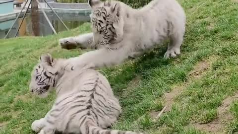 Tigers fight white tigers