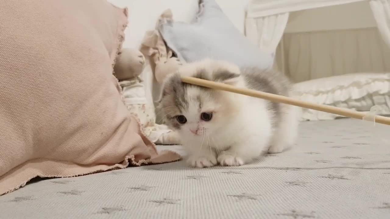 cute kitten videos short leg cat cuts
