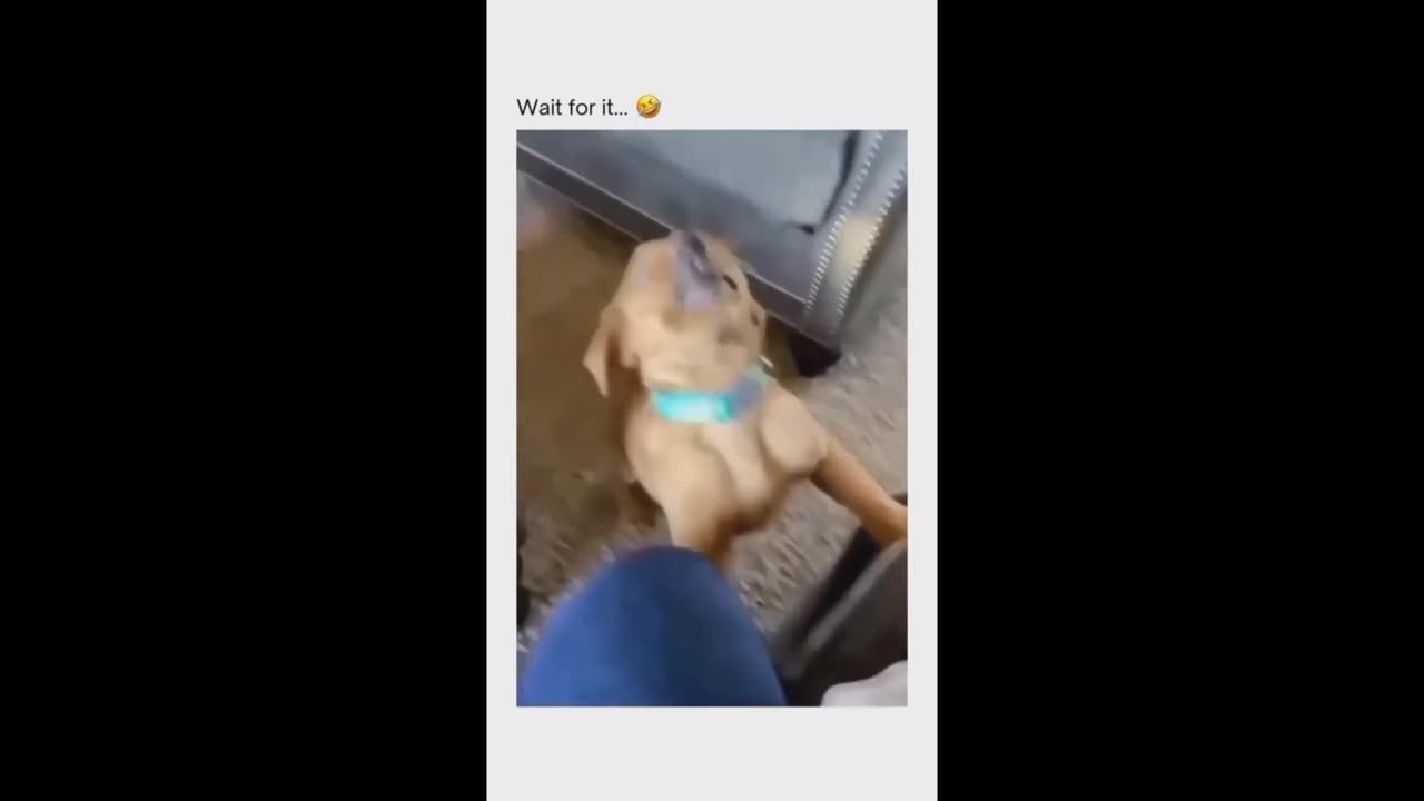 Funny Animal Compilation #3