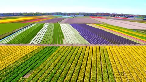 How 2 Billion Tulip Bulbs Are Produced and Harvested - Tulips Cultivation Technique in Green House