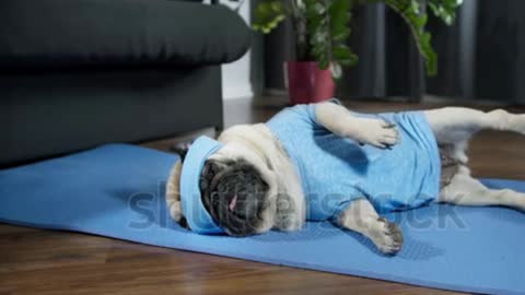 Funny cute pug dog do fitness, workout at home. Dumbbell in the paw, doing dumbbells exercise..