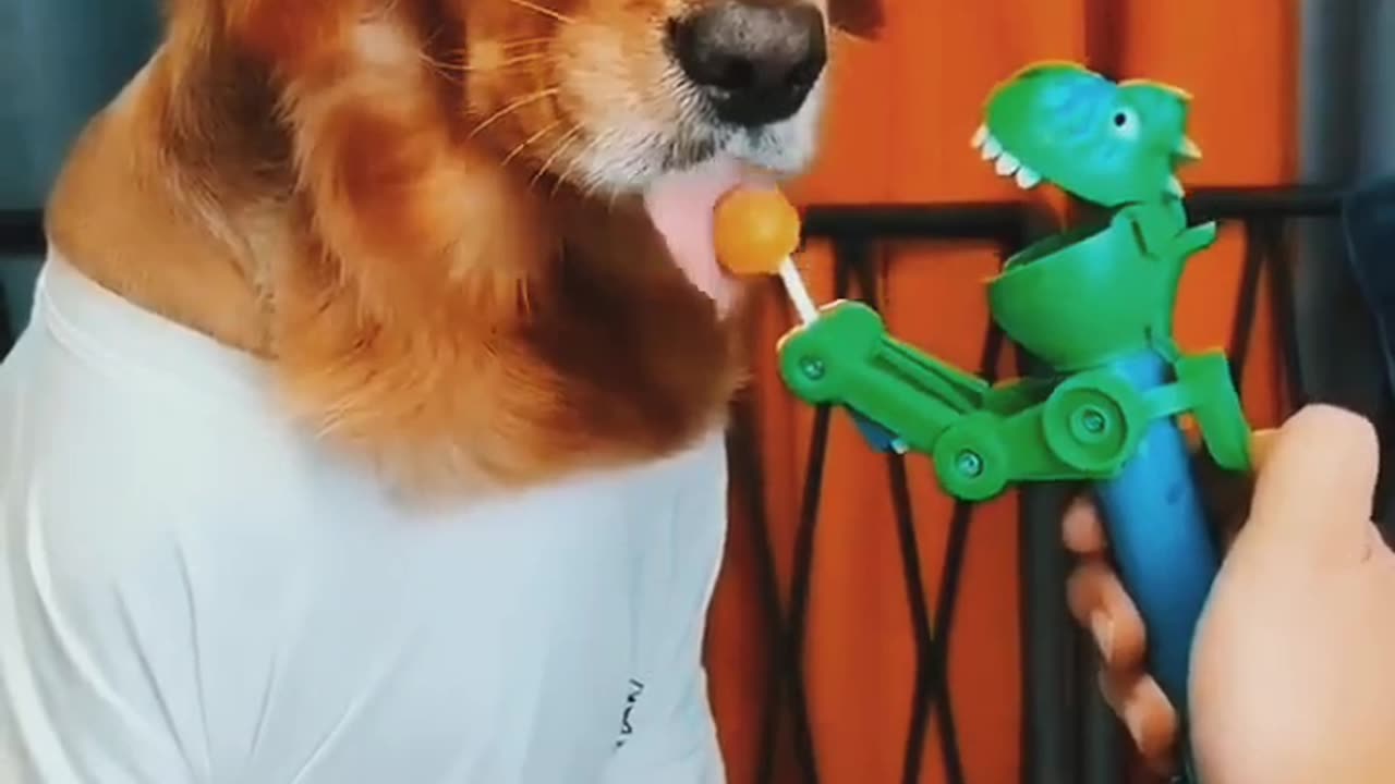 funny video