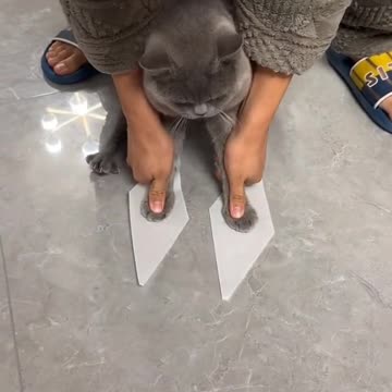 LOOK CAT STAND IN TWO LEG