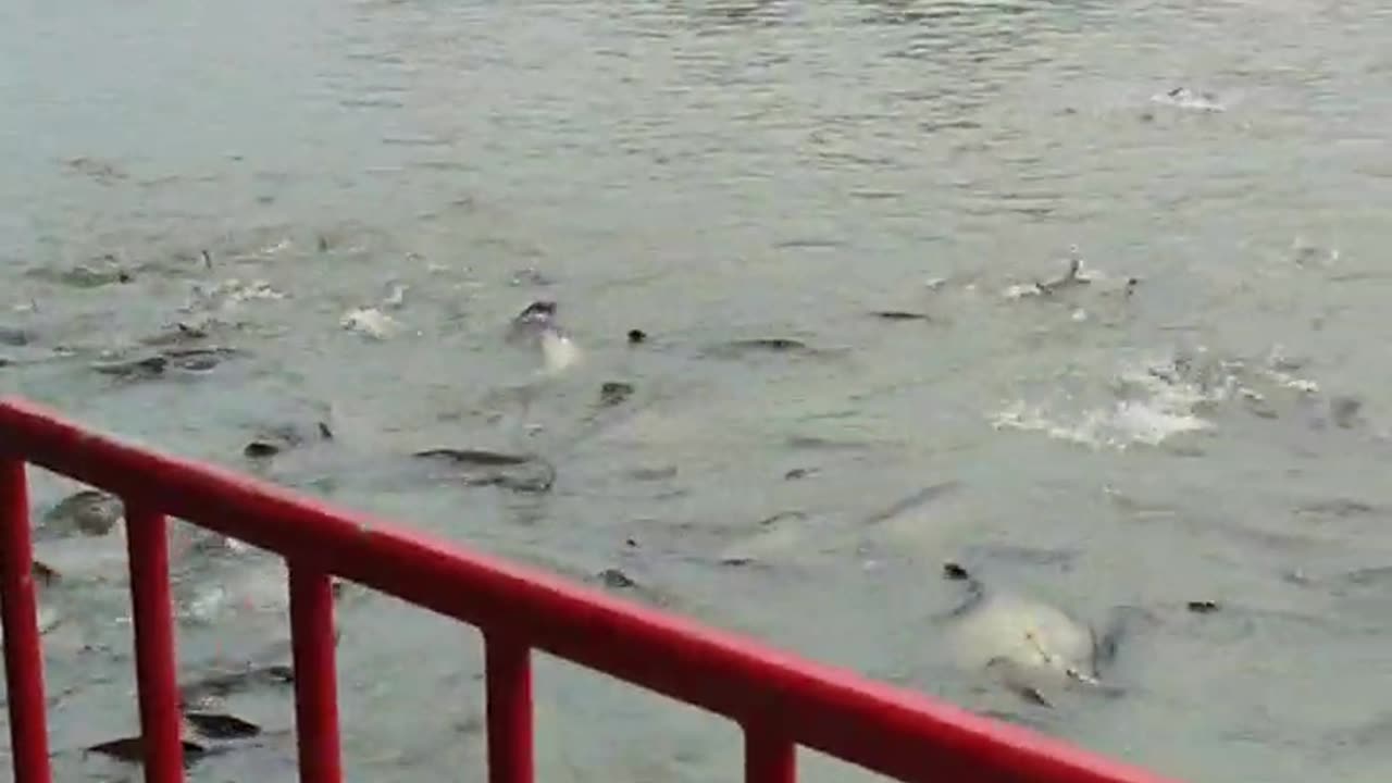 Large Catfish at the river of Bangkok, Thailand