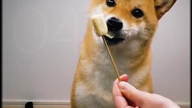 Get the ID number of the lost pet.