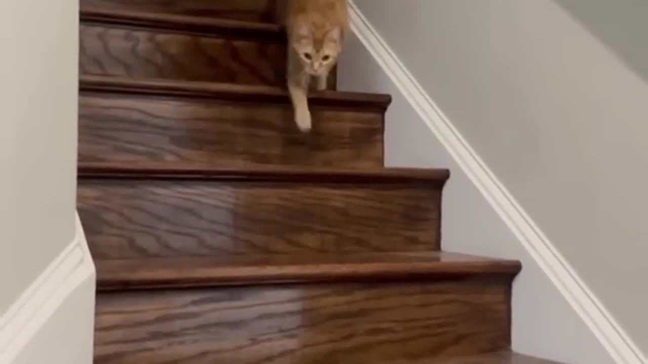 Speaking Cat