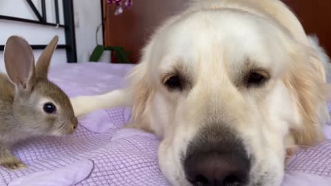 Baby Bunnies Show their Love to the Golden Retriever