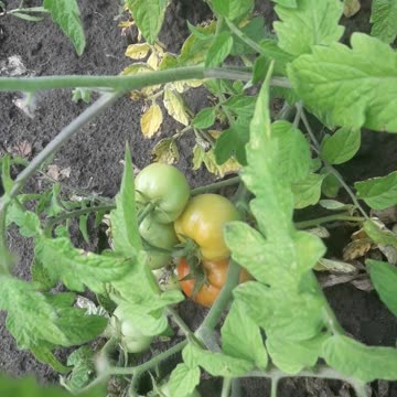 First tomatoes