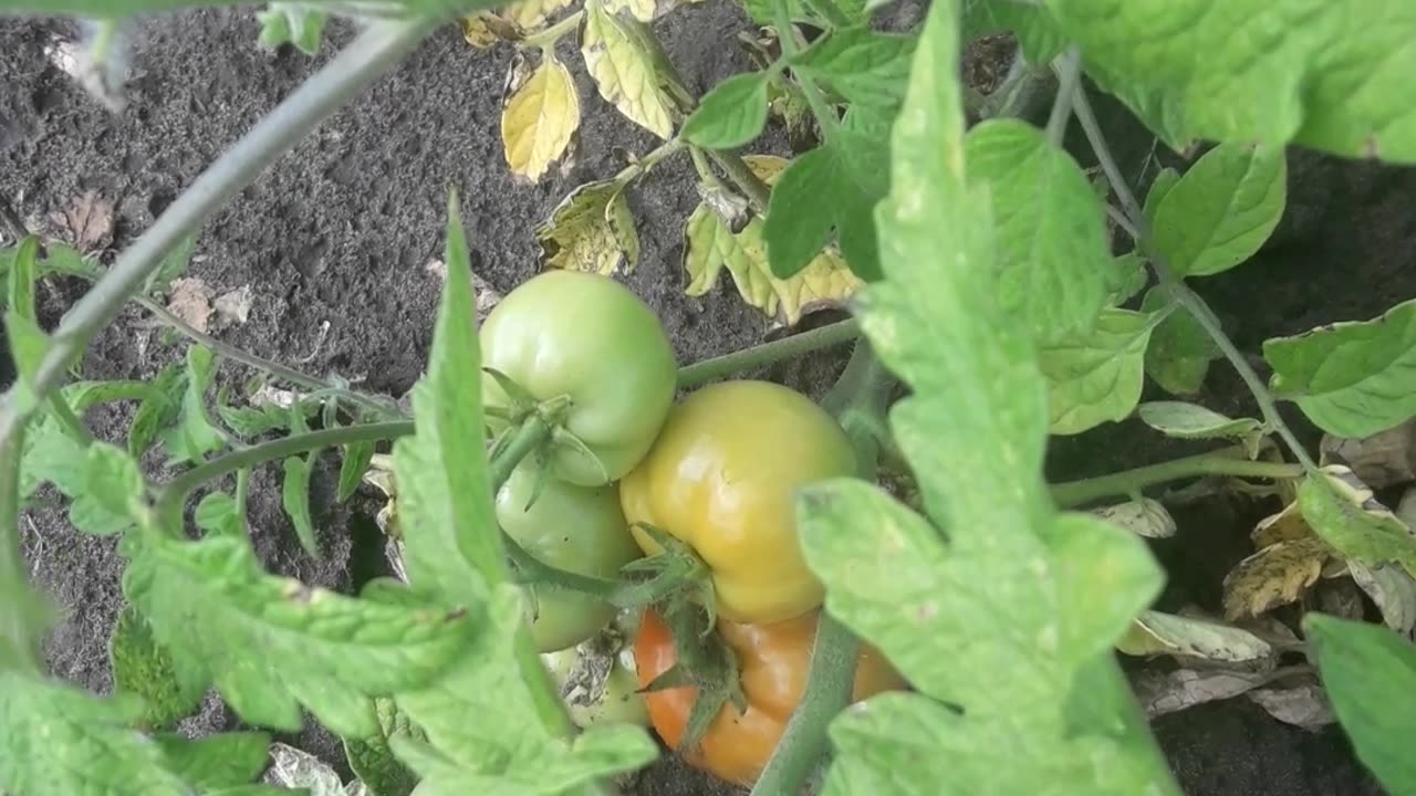 First tomatoes