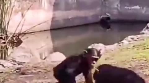 The clever chimp