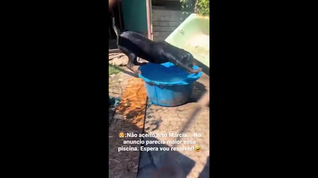 Funny Animal Video Compilation
