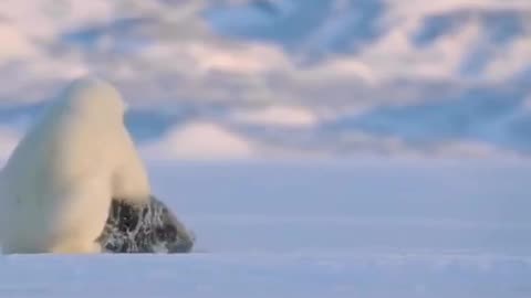 Bear Hunted