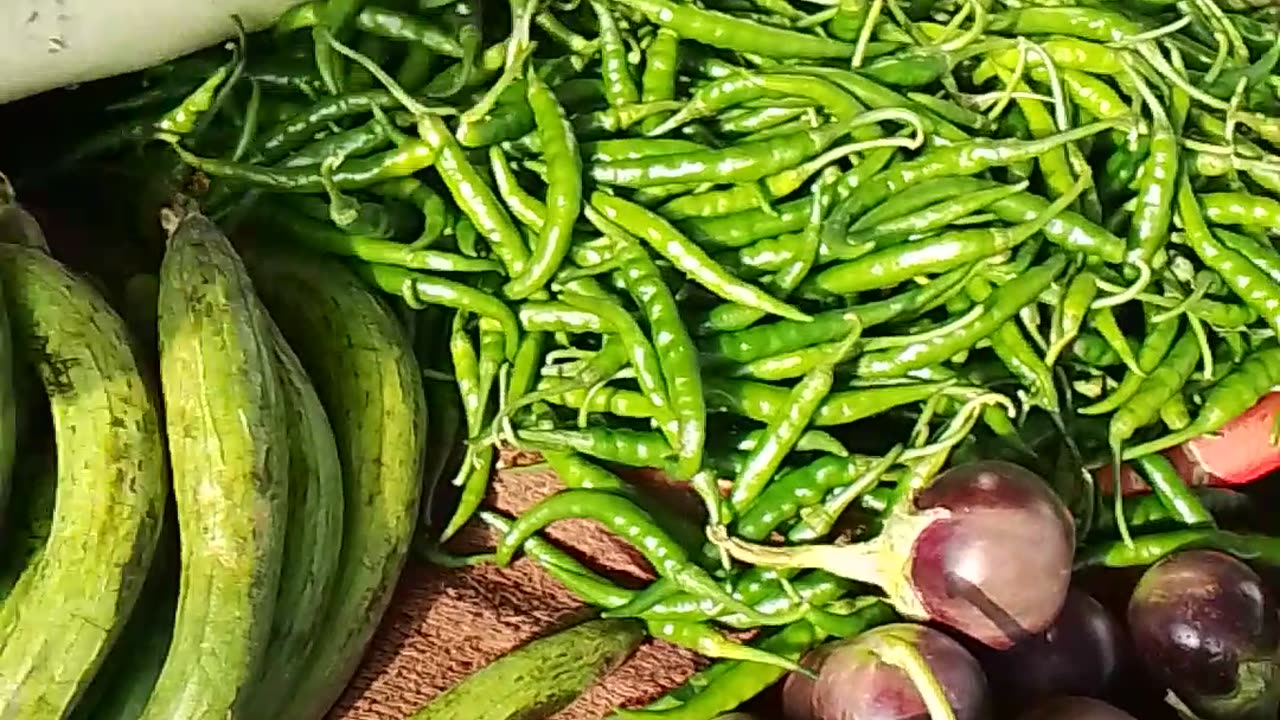 Thomatar market rajasthan india vs bangladesh