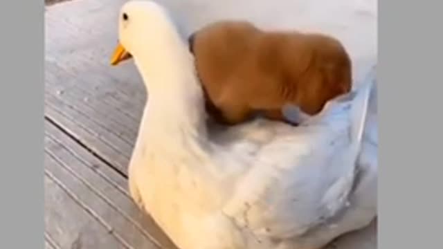 Duck and dog best friends || looks so cute