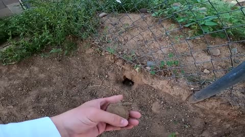 We Found a Baby Tortoise! - Morning Routine-13