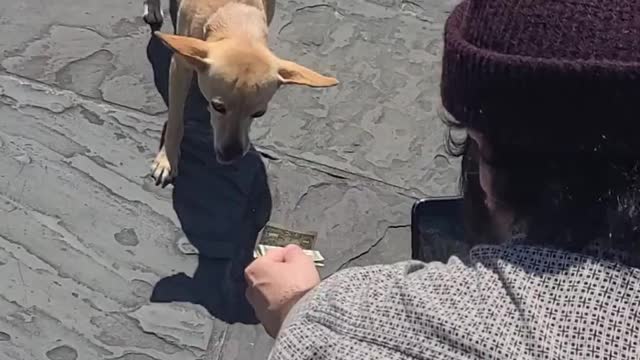 Dog Fetches Cash for New Orleans Street Performer