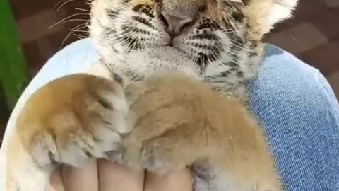 Little tiger