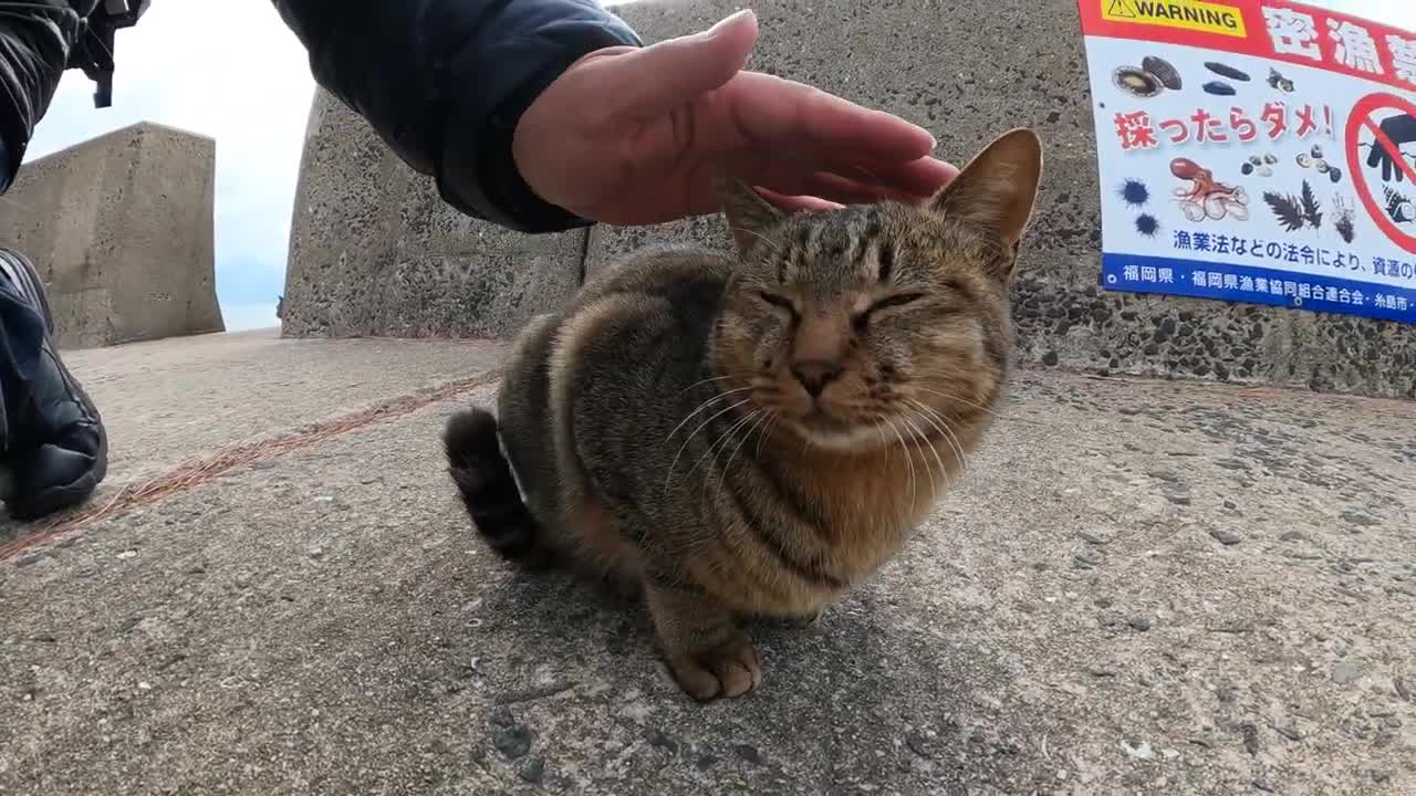 When the cats living in the sea were having a meeting, a rival cat came to scout -