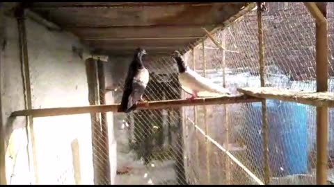 Highflyer Pigeon Cheena Pair