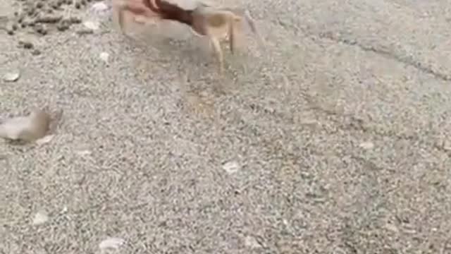 I can't stand people who are cruel to animals.