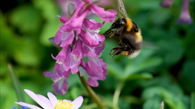 Bumblebees bite plants Adjective