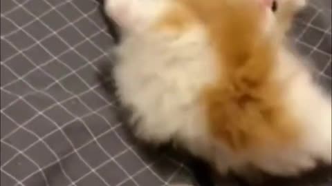 Cute and funny cats