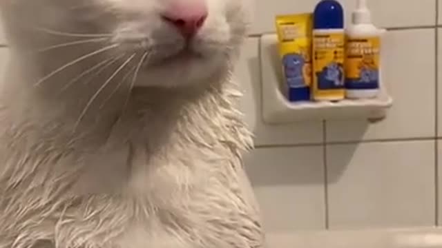 cat bath