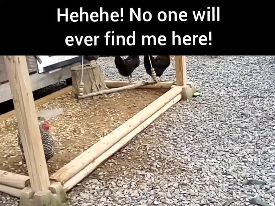 Funny Chicken Clips