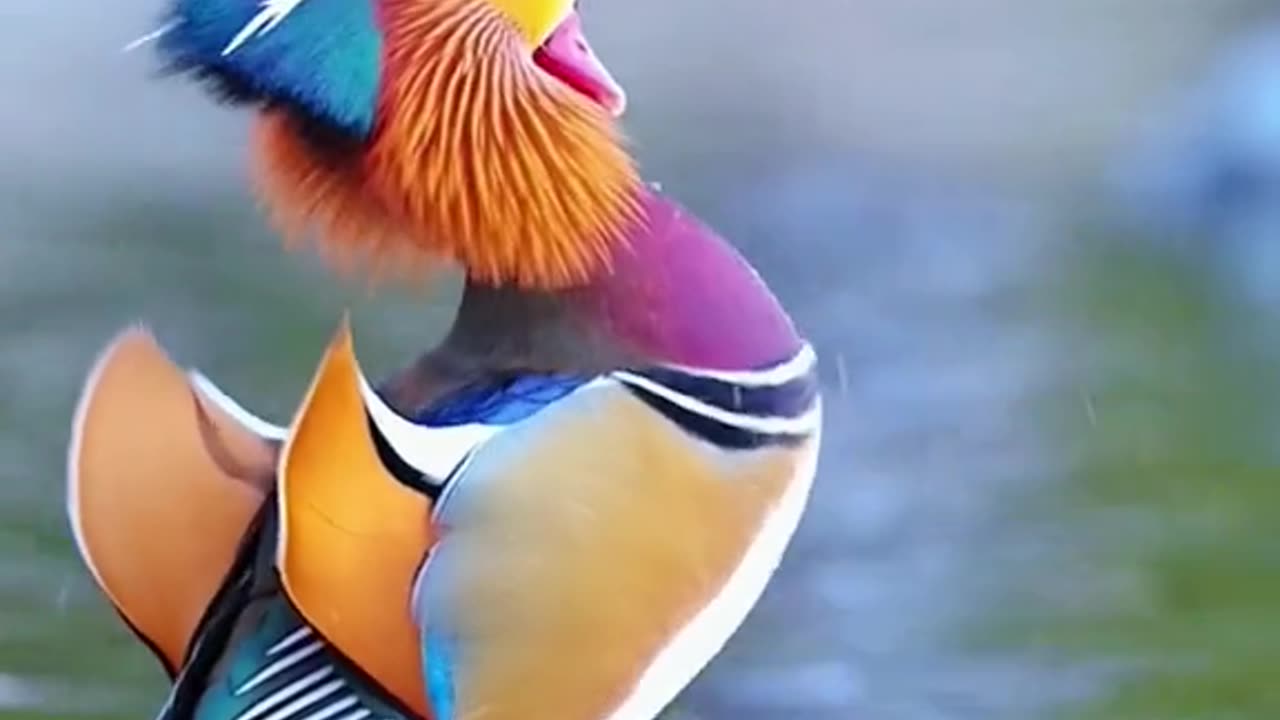 Beautiful colourful birds