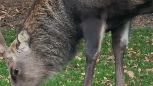 A Deer Grazing on Grass