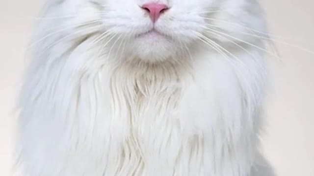World Animal Day