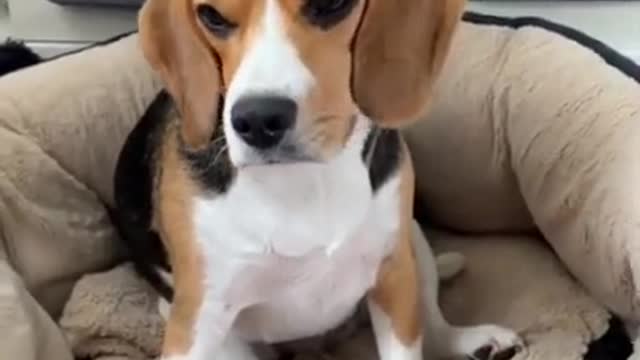 Just a cute dog