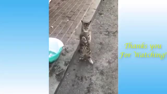 Funny Funny Cat 2020