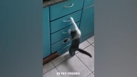 OMG So Cute | Funniest Cats And Dogs 🐱🐶