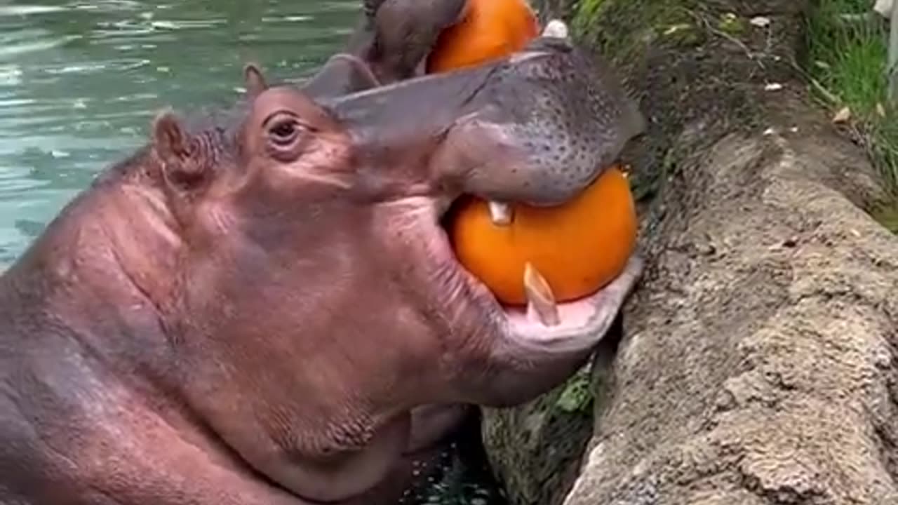 Hungry Hippos Enjoy Pumpkin Treats || ViralHog