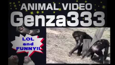 Animal fight