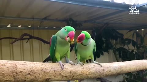 the_funniest_parrots_____best_compilation