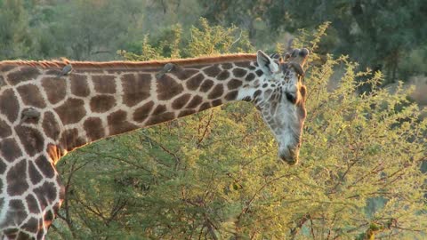 giraffe eating leaves