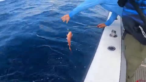 Red Snapper Season Offshore Fishing Charter Galveston Texas Up Above Adventures