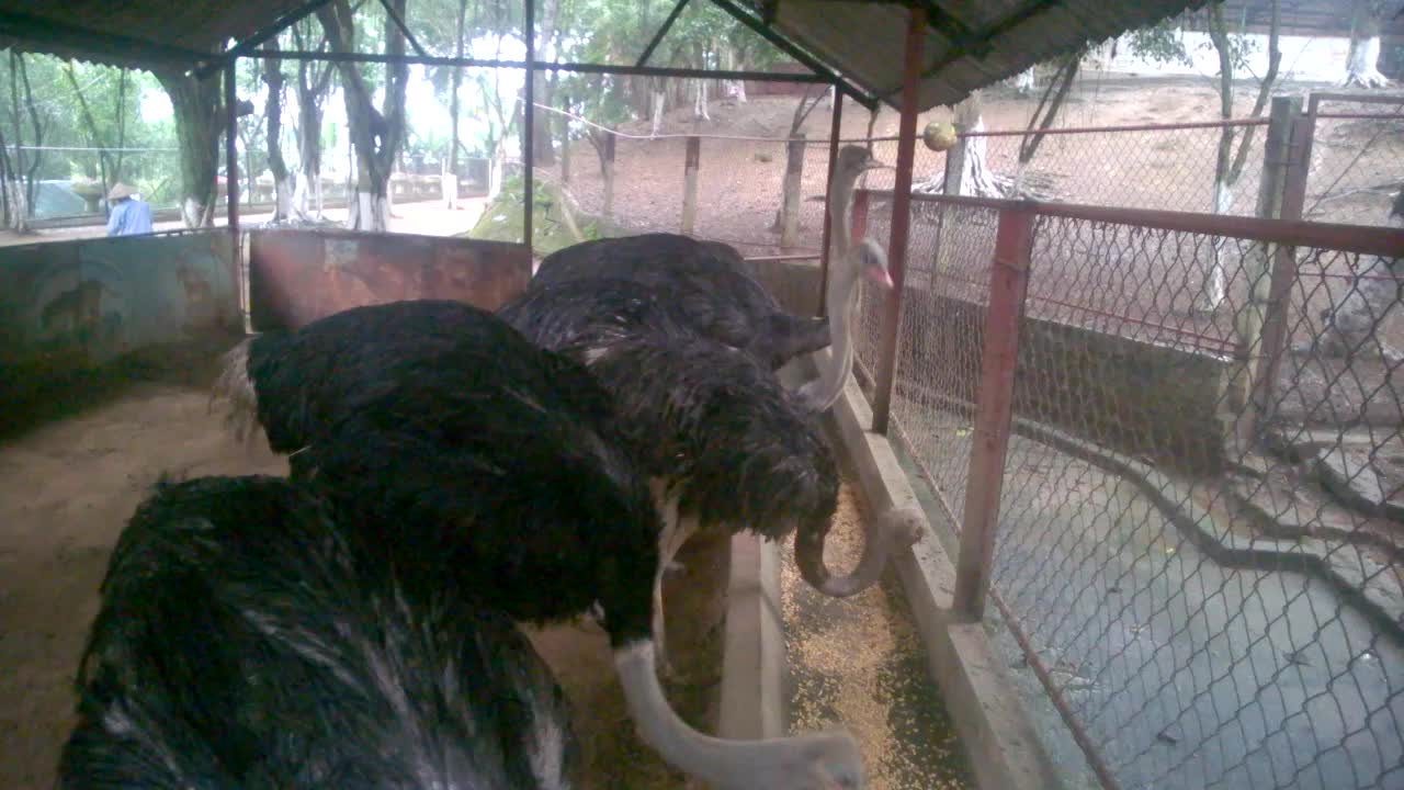 Ostrich breakfast in the zoo