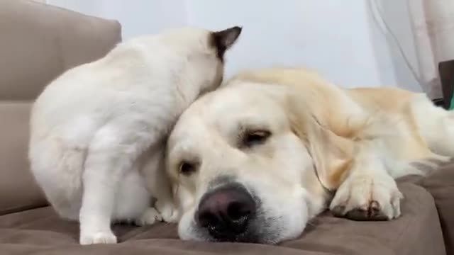 Kitten Uses a Golden Retriever as a Bed!