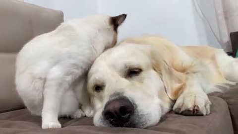 Kitten Uses a Golden Retriever as a Bed!