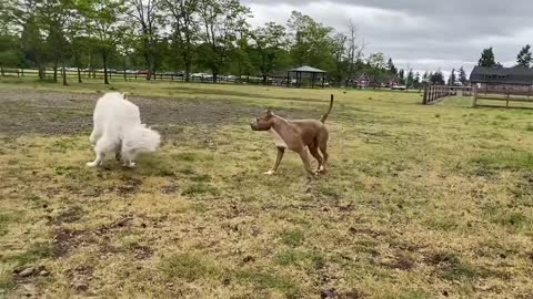 GERMAN SHEPHERD ATTACKS PITBULL [OFF LEASH DOG PARK] PART 1