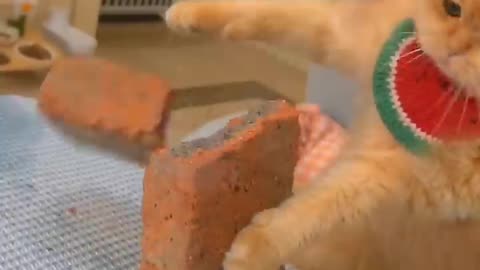 How to train to become a Hercules cat.💓☺️