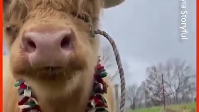 Highlahd Cow Gets Into Holiday Spirit