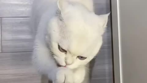 Cute Cats and Funny Animals Compilation 😹 Try Not To Laugh Challenge 💚 Cute Cat Land