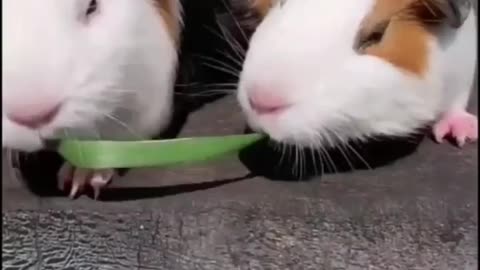 Cuties