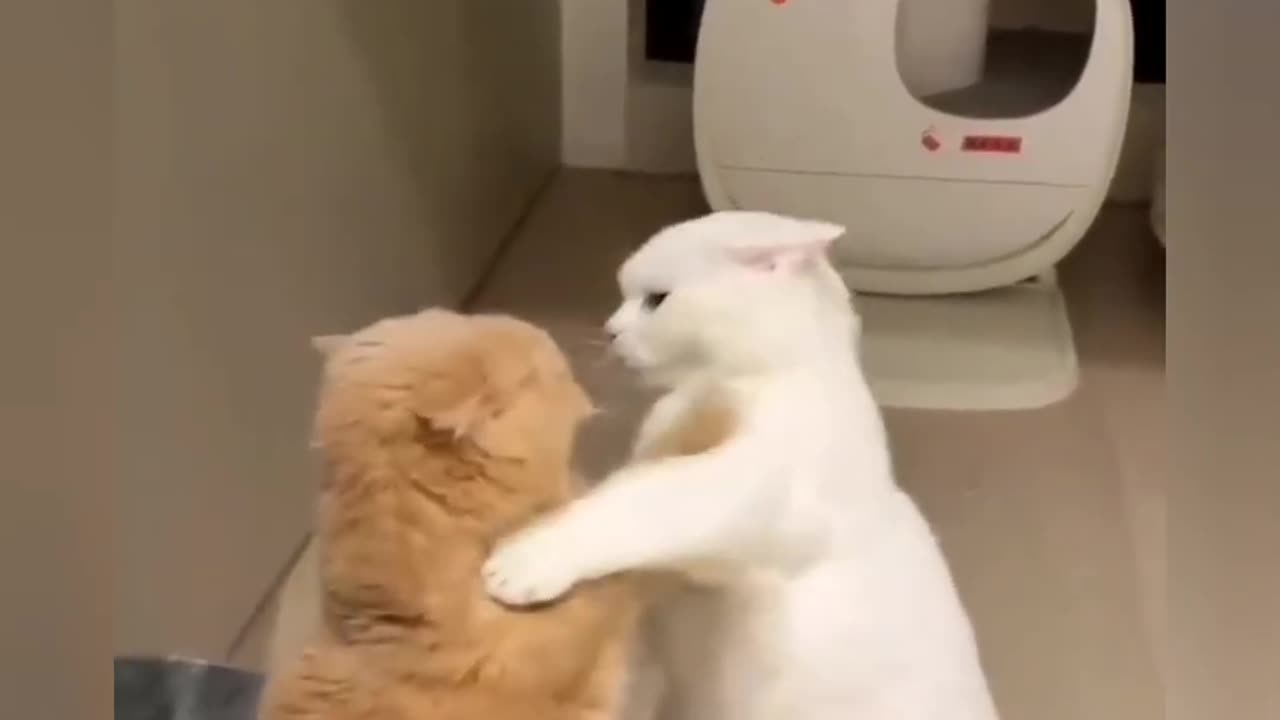 Funny cat 2