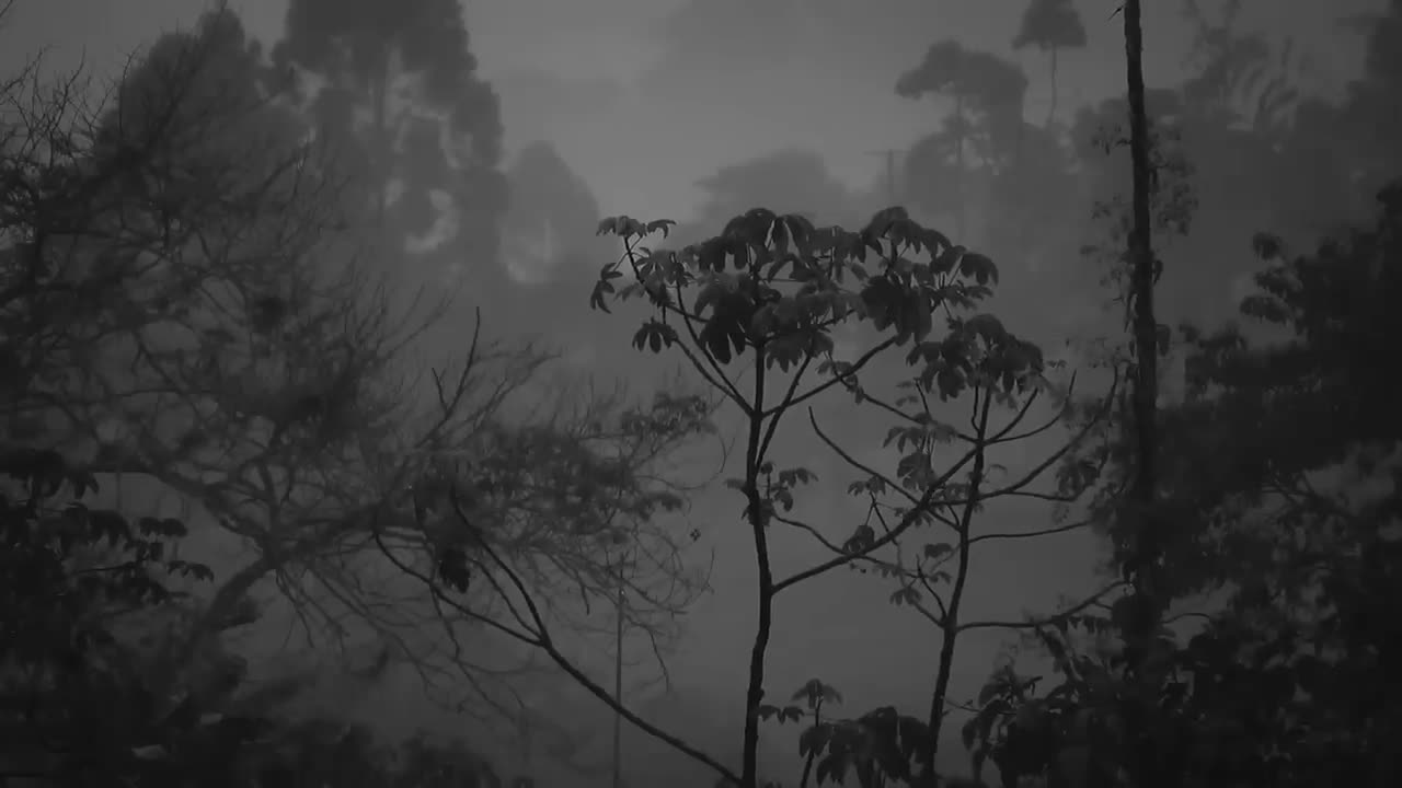 Rain amazing sound Forest